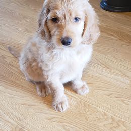 Goldendoodle Puppies from Bailey's Bunch