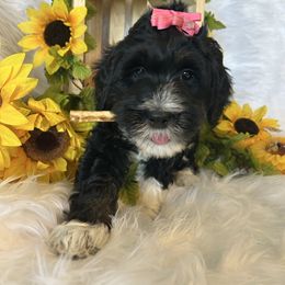 Angel - Phantom Bernedoodle puppy in Linden, Michigan from MarmeDuke Doodles
