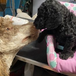 Queen - Black Poodle puppy in Ormond Beach, Florida from Shooting Star Standard Poodles