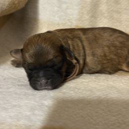 Pink - Black gold and white female Shihpoo puppy in Walterboro, South Carolina from Puddlejumpers