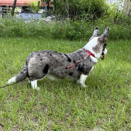 Ne ne - Cardigan Welsh Corgi