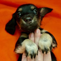 Roxy - Black and cream female Dachshund puppy in Bradenton, Florida from Leah’s Suncoast Doxies