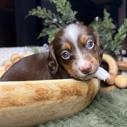 Rowan - Piebald male Dachshund puppy in Washburn, Tennessee from Clinch Mountain Dachshunds