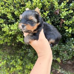 Yorkshire Terrier Puppies from Nalley Kennels