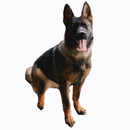German Shepherds from Sportwaffen K9
