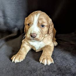 Working homes needed Fenloch Sorrel - Red male English Cocker Spaniel puppy in Phillips, Nebraska from Fenloch Gundogs