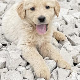Goldendoodle and Labradoodle Puppies from Rising Star Doodles