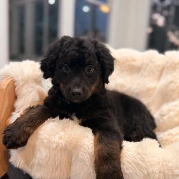 Ferris - Phantom male Bernedoodle puppy in North Royalton, Ohio from Johnson's Doodles