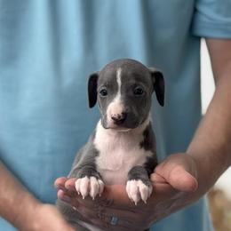 Boy 1 - Blue male Italian Greyhound puppy in Sugar Valley, Georgia from Pinnacle Farm and Kennel