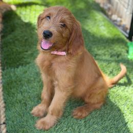 Chanel - Red  female Goldendoodle puppy in Las Vegas, Nevada from Puppies of the West