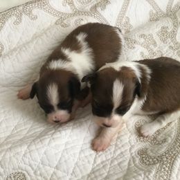 Papillon Puppies from 329 Cheerio Tiny Papillons