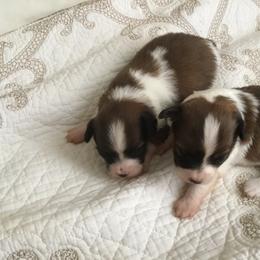 Papillon Puppies from 329 Cheerio Tiny Papillons