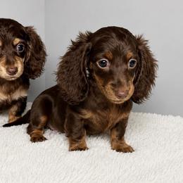 Chocolate Girl - Chocolate and tan female Dachshund puppy in Bakersfield, California from Pretty Dachshunds 661