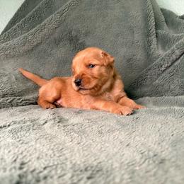 Waltz - Lime collar - Dark golden male Golden Retriever puppy in Eustis, Florida from Earley Goldens