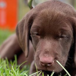 Labrador Retrievers from Ransone House Labradors