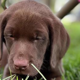 Labrador Retrievers from Ransone House Labradors