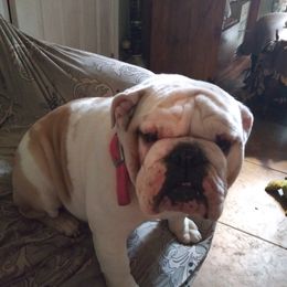 Bulldogs from Veldas bulldogs