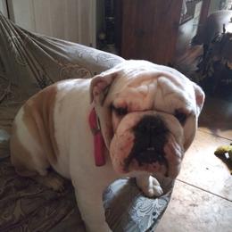 Bulldogs from Veldas bulldogs