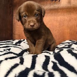 Girl 2 - female Labrador Retriever puppy in College Station, Texas from Charlotte Toney