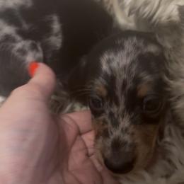 DO NOT SUBMIT APPLICATION UNLESS SERIOUS - Dapple male Dachshund puppy in Wisconsin from Sabe and Shabe’s Doxies