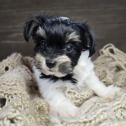 Paige - Parti female Yorkshire Terrier puppy in Mountain Grove, Missouri from Precious Puppies
