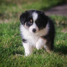 Miniature American Shepherd Puppies from Casita Miniature American Shepherds