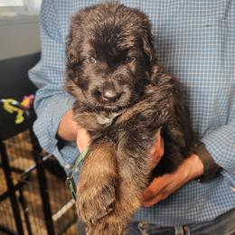 Spark - Black and red male German Shepherd puppy in Columbus, Indiana from Stony Lonesome GSD