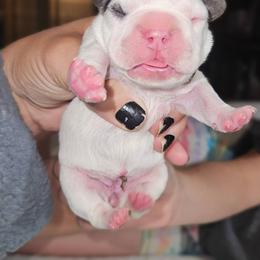 Girl 1 - White and fawn female French Bulldog puppy in Monterey, Louisiana from McaysKennels