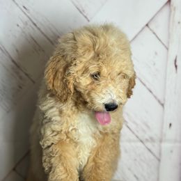 Boy 1 - Red male Bernedoodle puppy in Belgreen, Alabama from Scott’s Farm Poodles and Doodles