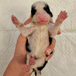White Tricolor male - Tri-color male Bernedoodle puppy in Brooksville, Florida from Kruger Doodles