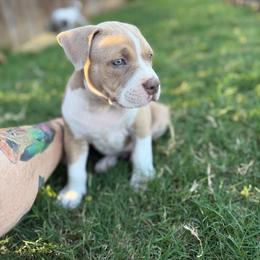 Khan - Lilac male American Bully puppy in Princeton, Texas from District 12 Kennels