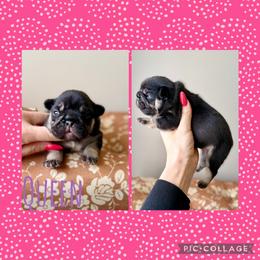 Queen - Black and tan female French Bulldog puppy in Upper Sandusky, Ohio from Rock Run Homestead