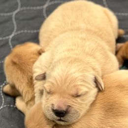 Milo - Golden male Golden Retriever puppy in Saint Pauls, North Carolina from Copperfield’s Goldens