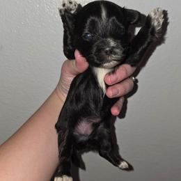 KB Black Male - Parti male Yorkshire Terrier puppy in Lakeland, Florida from You Me & The Yorkies