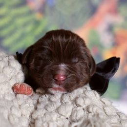 Boy 2 - male Newfoundland puppy in Madison, Wisconsin from Riddle Family Newfoundland