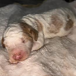 Boy 3 - Parti male Goldendoodle puppy in Spring Hill, Florida from Ohana Doodles x Frenchies