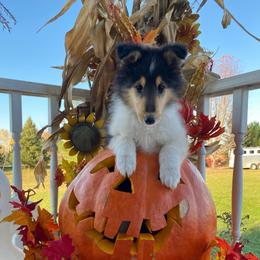 Neala - Black white and tan female Collie puppy in Hinckley, Minnesota from Rusty Spur Collies