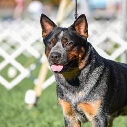 Australian Cattle Dog All Grown Up from Sooner or Later ACDs