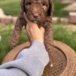 Goldendoodle Puppies from Cottonwood Farms