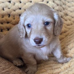 Baker - Cream male Dachshund puppy in Bentonville, Arkansas from T & D Dachshunds by design