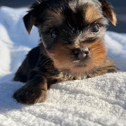 Snickers Doodle - Black and gold male Yorkshire Terrier puppy in Escondido, California from Yorkies of Escondido