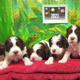 English Springer Spaniels from Davis English Springer Spaniels