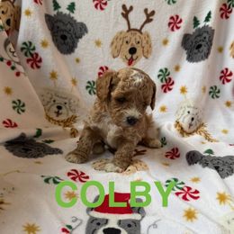 Colby - Apricot male Cavapoo puppy in Sherwood, Michigan from Patrick's Puppies