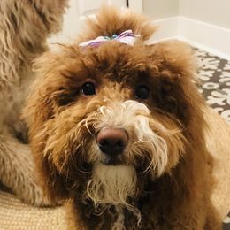 Scarlett - Goldendoodle