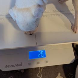 Girl 1 - White female American Bulldog puppy in La Porte, Indiana from Slayton's American Bulldogs