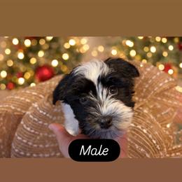 Snoopy - Black and white male Havanese puppy in Englewood, New Jersey from Happy Havanese NJ