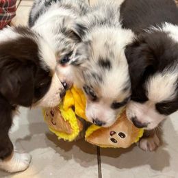 Miniature Australian Shepherd Puppies from Yarborough Kennels