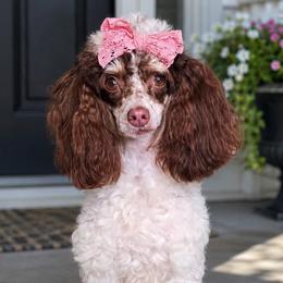 Avry - Poodle