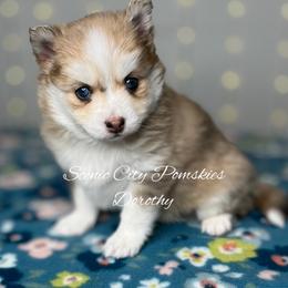 Dorothy - Merle female Pomsky puppy in Rossville, Georgia from Scenic City Pomskies