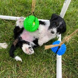 Bernedoodle Puppies from Sunset Family Farm
